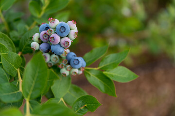 American blueberries ripening on shrubs. Growing fruit. Blueberries on a sunny day.