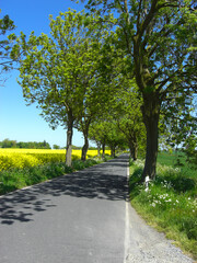 Fototapeta na wymiar a rapeseed field on an avenue on the island of ruegen in germany
