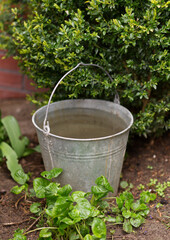 watering bucket in garden