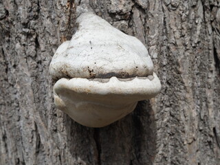 chaga on the birch, mushrooms on the tree, birch bark, birch trunk
