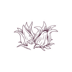 Sorrel Logo Illustration - Herb Leaf Plant Natural Organic Healthy Flower Red Fruit Rozella Sweet Tea
