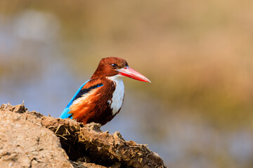Focused Kingfisher