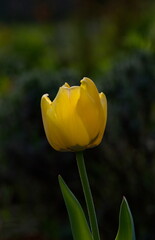 żółty tulipan w ogrodzie