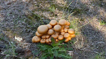 Orange toadstools in Northern Tasmania