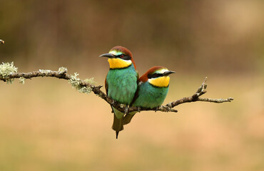 abejarucos en primavera