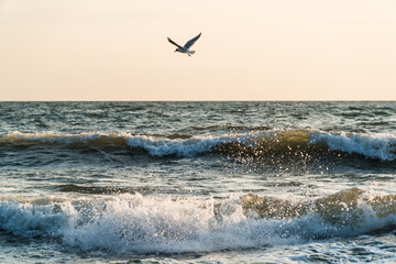 Seagull hunting over the waves of the baltic sea in the morning sun on the German island Ruegen