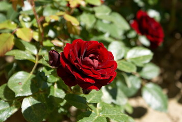 czerwona róża w ogrodzie