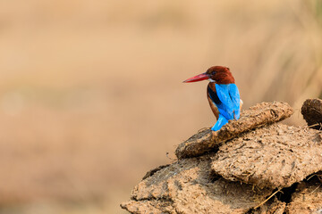 King of the dung heap