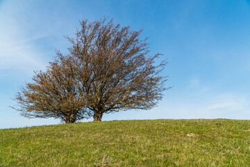 Fototapeta na wymiar Loneley trees standing on a green hill on a beautiful bright day with blue sky