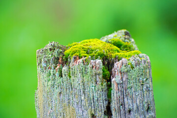 green moss on a wooden fence