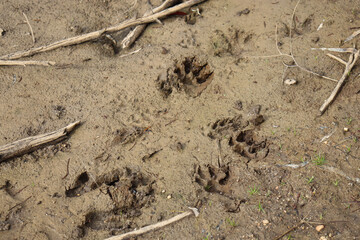 animal footprints in mud alongside australian billabong