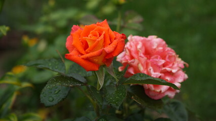 pomarańczowa róża w ogrodzie skąpana letnim deszczem