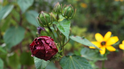 pąk czerwonej róży skąpany letnim deszczem