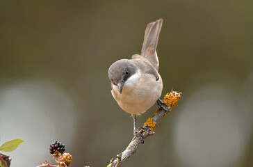 curruca mirlona como zarzamoras desde una ramita