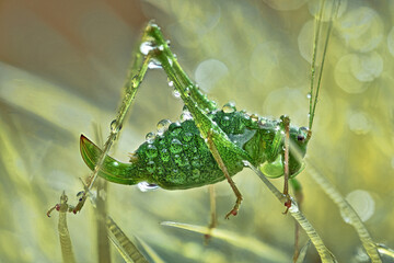 grasshopper on a cactus with droplets hanging on him