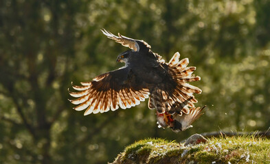 azor macho en su territorio