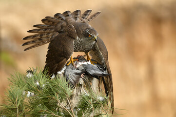 azor macho en su territorio