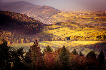 autumn sunset landscape with vineyards and forest
