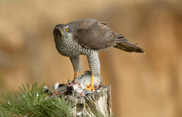 azor macho en su territorio