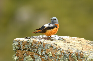 roquero rojo en la sierra abulense. avila.españa
