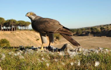 azor con presa en el pinar
