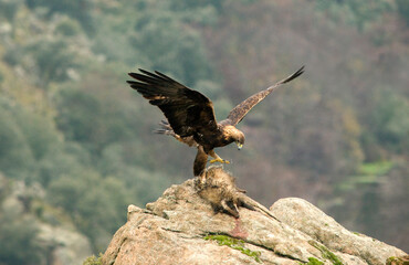 azor macho en su territorio