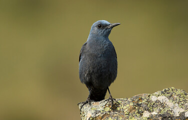 roquero solitario observa desde la piedra