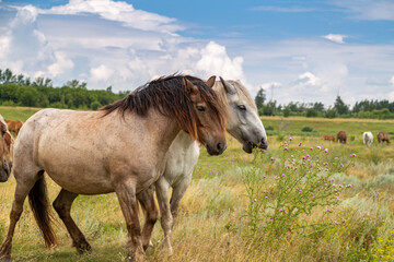 Fototapeta premium horses heavyweights walking in nature