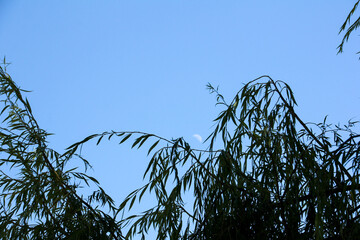 Leaves of a day tree with crescent background
