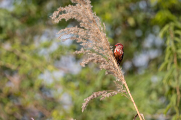 Red Avadavat chnaging feathers for breading