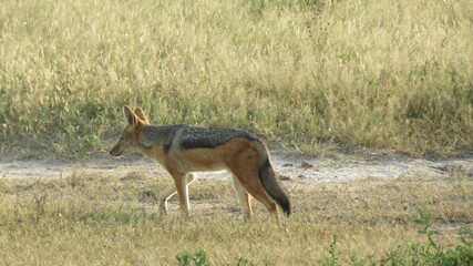 Black-backed jackal on the move