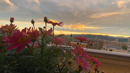 flower and sunset