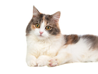 Bright longhair fluffy multicolor cat portrait isolated on the white background