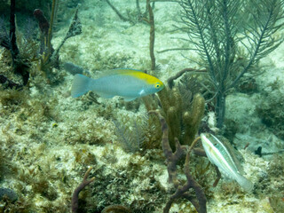 Blue Parrotfish