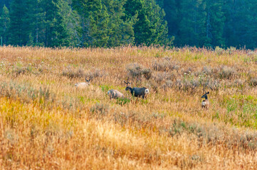 Mule deer grazing on a hill with pine trees in background.