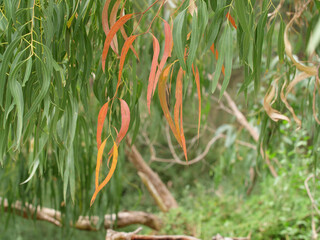 Red and green eucalyptus leaves in Victoria, Australia © Toby