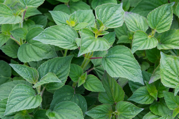 Salvia tangerine (Salvia elegans 'Scarlet Tangerine') 