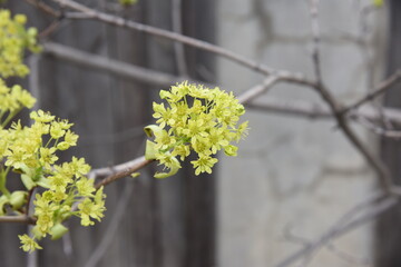 Acer platanoides blooming young spring yeallow flowers before the leaves. Natural foristic material