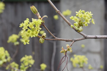 Acer platanoides blooming young spring yeallow flowers before the leaves. Natural foristic material