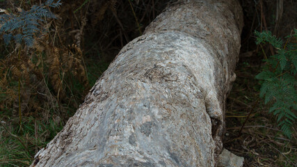 Macro photography of a log