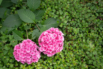 ワイヤープランツの上できれいに咲くピンクの八重咲アジサイ