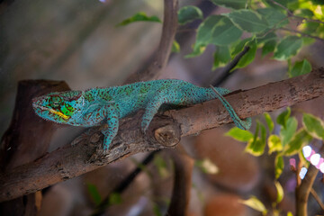 owl, bird, animal, nature, beak, wildlife, feather, wild, eyes, eye, predator, prey, white, eagle, feathers, brown, portrait, raptor, head, animals, snowy, wise, wisdom, birds, hunter