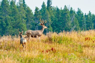 Large mule deer buck grazing on a hill with pine trees in background.