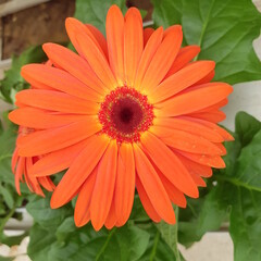 Marguerite orange