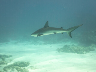 Fototapeta premium Caribbean Reef Shark
