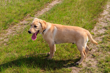 Cute labrador retriever puppy on a green meadow