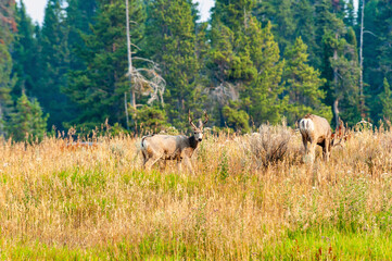 Obraz na płótnie Canvas Mule deer grazing on a hill with pine trees in background.