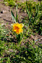 Yellow daffodil flower in a garden. Beautiful narcissus on flowerbed
