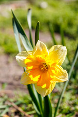 Yellow daffodil flower in a garden. Beautiful narcissus on flowerbed