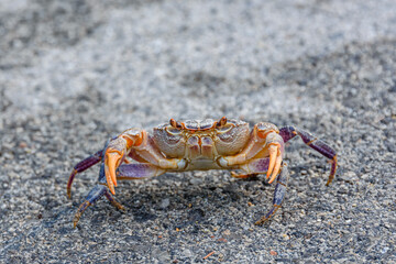 Freshwater river crab (Potamon ibericum) on the stone